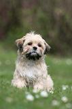 LHASSA APSO 308
